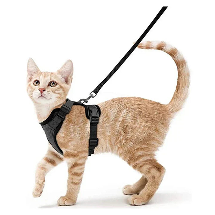 soft-and-safe-harnesses-for-walking-your-cat-e63bc894_2ca4801d-9a20-4780-8a08-c65d976435ea